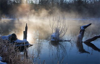 梦到坟上有棵小树，梦见坟头有树