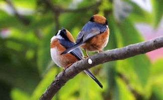 梦见小鸟小鸡，梦见小雏鸟