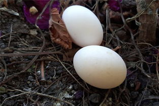 梦见掏鸟蛋周公解梦，梦见掏了一窝鸟蛋