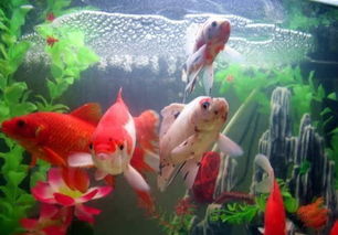 梦到红金鱼地地面上蹦，梦到红金鱼是什么征兆周公解梦