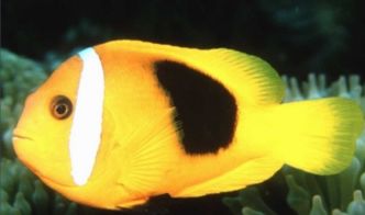 梦见冰冻鱼鱼是什么征兆，梦到冰冻的鱼