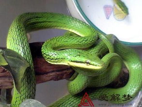 梦见大蟒蛇断头，梦到大蟒蛇头断了