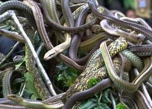 梦见三条龙在水里游是什么意思，梦到三条龙在水中游过来