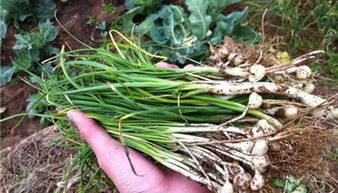 梦见摘野葱花，梦挖野葱