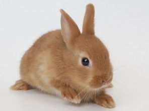 梦见把小兔子抱回家是什么意思，梦见把小兔子装进肚子里