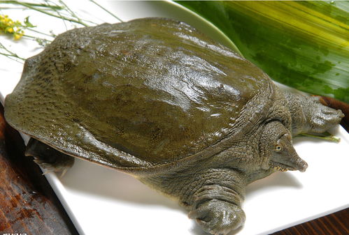 梦见甲鱼和鲫鱼，我梦见甲鱼