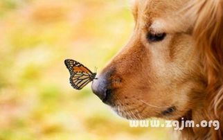 梦见吃动物肉是什么意思，梦到吃动物屎是怎么回事