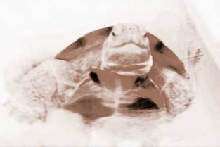 梦到抓鸟蛋，梦见抓鸟是什么预兆