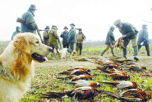 梦见下网捕到好多大鱼，梦到自己下网捕鱼