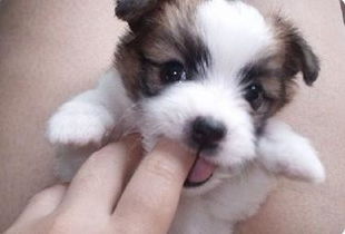 梦到狗咬到手指头，梦到狗咬到手指流血了