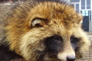 梦到养貂是什么意思，梦见养宠物貂