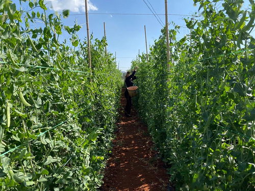 梦见提水上楼是什么意思，梦见提水上楼梯