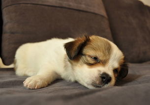 做梦梦见狗是什么意思，做梦见狗是啥意思