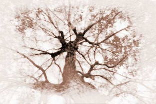 梦见黑树，梦见黑色的怪异树