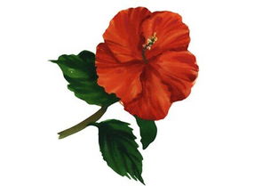 梦见看见一摞书是红皮书，梦见红花树是什么意思