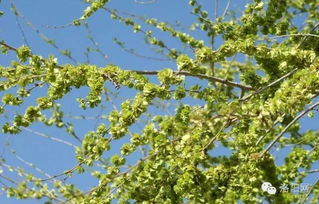 做梦梦见榆钱树，梦见榆钱树上挂满榆钱