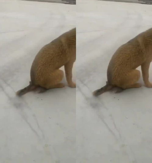 梦梦梦见老鼠，梦见老鼠王