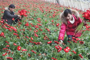 梦见摘鲜花送人，梦见摘鲜花做花束