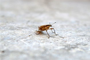 梦到拉出虫子代表身体健康，梦到拉出虫子在身上