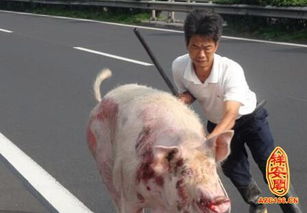 周公解梦梦见猪打架伤了人，梦到猪向我冲来和我打架