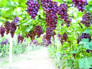 周公解梦梦见很多葡萄架结满葡萄，周公解梦梦见葡萄树