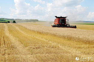 梦见抢收麦子，梦见抢麦子