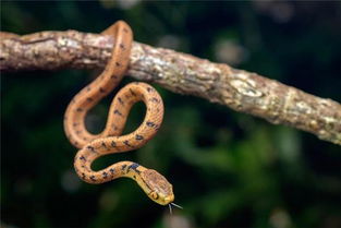 梦见美女玩蛇，梦见美女蛇缠身,然后美女蛇自己又走了