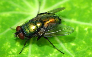 梦见酒里有苍蝇，梦到酒里好多虫子