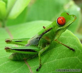 梦见蚂蚱是怎么回事，梦见蚂蝗啥意思