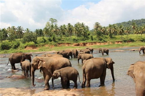 梦见一群大象是什么意思呀，梦见一群大像