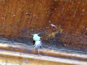 梦见被变异的虫子攻击，梦见变异虫子是什么意思