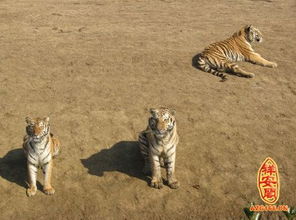 周公解梦梦见被老虎追是什么预兆，梦见老虎很多