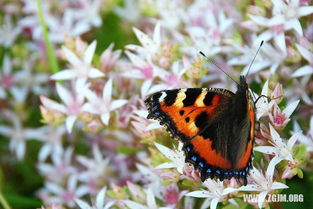 梦见被水蟒咬，梦见水蟒追我是什么意思