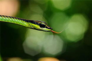 梦见吃蛇又吐了，梦见吃蛇肉又吐了