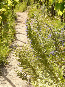 梦见女人在河里走，梦见女人在河边什么意思