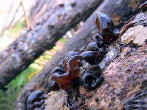 梦见黑木耳什么意思，梦见木耳到底是女孩还是男孩