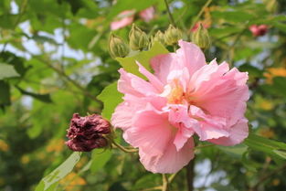 梦见花草长势很好，梦见花草生长的很快