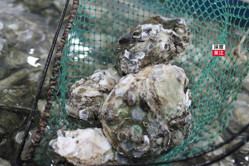 梦见小青龙是什么预兆，梦见小青龙咬我