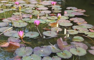梦见冰荷花，梦见荷花败落
