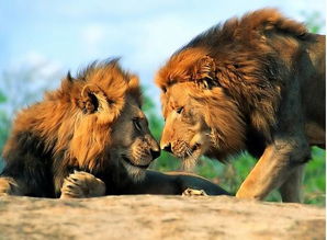 梦见抱着狮子是什么预兆，梦见抱狮子 狮子还会说话