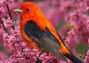 梦见鸟敲窗户，梦见鸟从窗户飞进卧室....