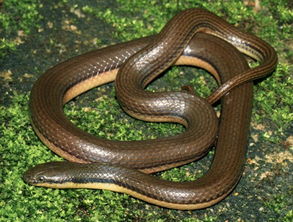 梦到家里好多蛇,还被蛇咬了，梦到家里好多蛇什么预兆