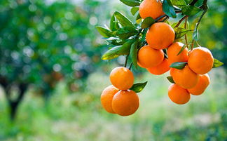 梦见拿橘子是什么意思，梦见抢水果是什么意思