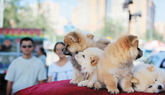 梦见虐杀小狗，梦见宰杀小狗