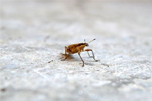 梦见拉出一个瘤子,梦见自己拉出一个肉团