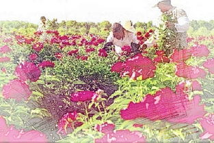 梦见一只花，梦见一朵花什么意思