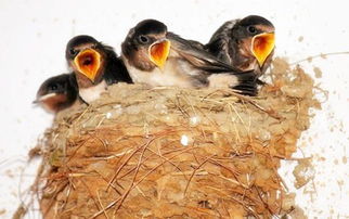 梦见燕子吃虫子，梦见有燕子