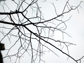 梦见清理树根，梦见墙上长树根