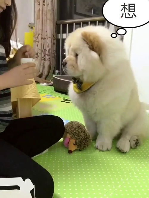 梦见给狗喂吃的，做梦梦到给狗喂吃的