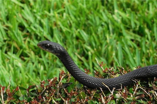 梦见蛇结婚，新婚之夜梦到蛇